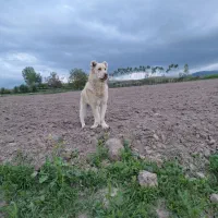 واگذاری توله سگ ۶ ماهه