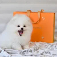 سگ پامر..پامرانین خرسی عروسکی۶۶ روز|سگ|تهران, پونک|دیوار