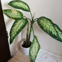 3 عدد گل طبیعی خوشگل