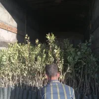 نهال پسته|خدمات باغبانی و درختکاری|فلاورجان, |دیوار