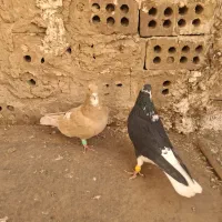 ۳ تا گرفتنی