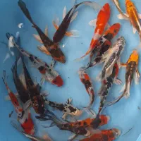 کوی زیبا نژاد|ماهی|لاهیجان, حاجی آباد|دیوار