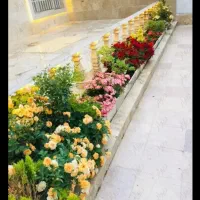 اجاره 207 پانا صفر با راننده