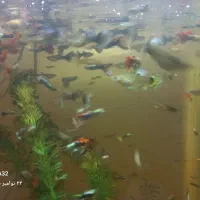 ماهی گوپی *مولد*|ماهی|اصفهان, برزان|دیوار