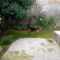 ژرمن شپرد اصیل آماده کشش|سگ|رشت, جانبازان|دیوار