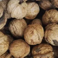 گردو|خوردنی و آشامیدنی|قوچان, |دیوار