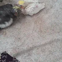 عروس هلندی سرلاکی|پرنده|بناب, |دیوار