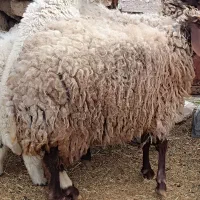 حیوانات مزرعه