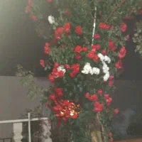 هرس گل ودرخت زدن علفهایه هرز سمپاشی کاشت درخت و گل