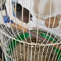 مرغ مینا سخنگو