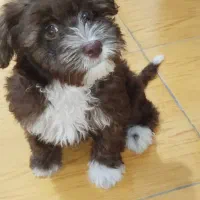 توله سگ شیتزو تریر سه ماهه