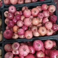 ۲۵۰کیلو انار درجه یک|گل و گیاه طبیعی|سیدان, |دیوار