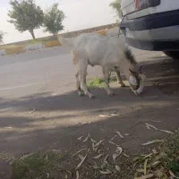 فروش کهره نر