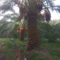 فروش عمده خرما|خوردنی و آشامیدنی|تهران, تهرانسر مرکزی|دیوار