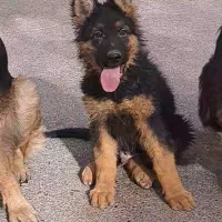 توله ژرمن سه ماهه|سگ|مشکین‌دشت, |دیوار