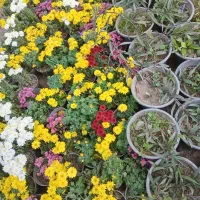 طبیعی جنگلی قورباغه ای راکتی نهال درخت گل و گیاه|گل و گیاه طبیعی|تهران, سید خندان (جلفا)|دیوار