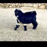 کاه گندم کوبیده نرم گندم سر پا