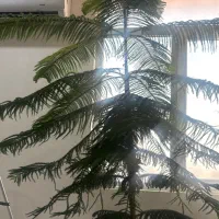 فروش گل کاج ۵ساله