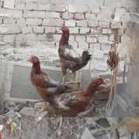 ۴عدد کُنه مرغ فروشی