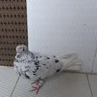 کفتر سرور دم سفید|پرنده|داراب, |دیوار