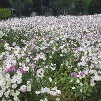 عروسی هلندی گم شده
