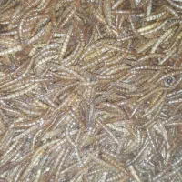 میلورم خشک و زنده موجود است محدود