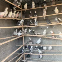 کفتر اصیل|پرنده|سیرجان, |دیوار