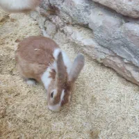 خرگوش طلایی ،چشم عسلی، چشم قرمز ابست