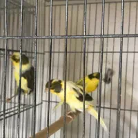 ماده قناری جفت خور سهره|پرنده|اصفهان, ملکشهر|دیوار