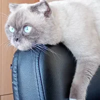 واگذاری رایگان گربه