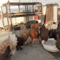 مرغ و خروس محلی
