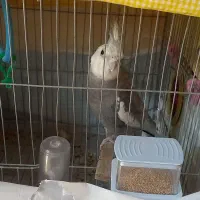 طوطی عروس هلندی|پرنده|بانه, |دیوار