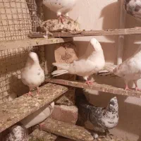 کبوترپرشی|پرنده|ماهدشت, |دیوار