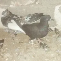کبوتر
