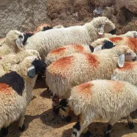 بره نر قوچ ماده|حیوانات مزرعه|زابل, |دیوار