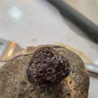 زوعه مار اصل کمیاب