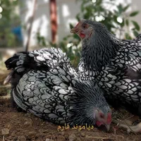 ویاندوت سیلور و جی اس جی