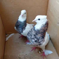 کبوترخوشکل