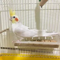 عروس هلندی نر مست و آماده جفت‌گیری|پرنده|تهران, صاحب الزمان|دیوار