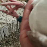 دوکت المانی درجه یک|پرنده|شیراز, تحویلی|دیوار