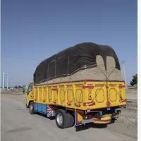 کاه نیشکر جدید جدید امروزی کشت امروز