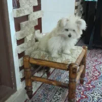 سگ پامر اشپیتز|سگ|اردبیل, |دیوار