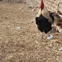 خروس