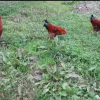 خروس یکساله بسیار سالم و تمیز|حیوانات مزرعه|شفت, |دیوار