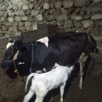 گاو و گوساله درجه یک
