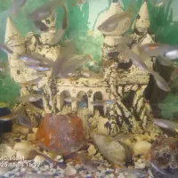 ماهی گوپی|ماهی|بشاریات, |دیوار