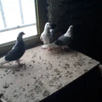 سه عدد کفتر