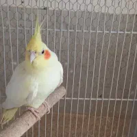 عروس هلندی باجوجه و طوطی کوتوله اوپال کله نارنجی|پرنده|بندرعباس, |دیوار