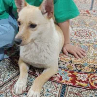 سگ  زیبا و باهوش