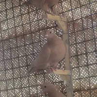 زرد کرمونی|پرنده|زرند, |دیوار